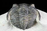 Bargain, Hollardops Trilobite - Visible Eye Facets #68612-7